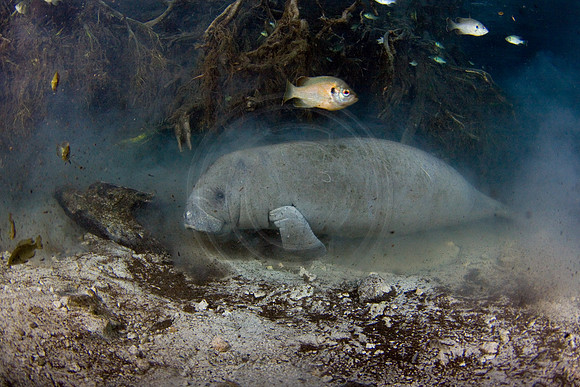 Manatees-1530