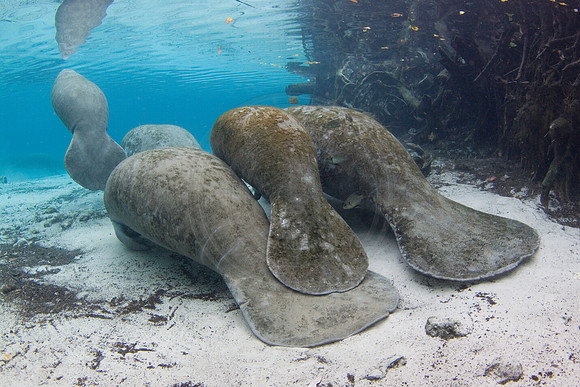 Manatees-2942