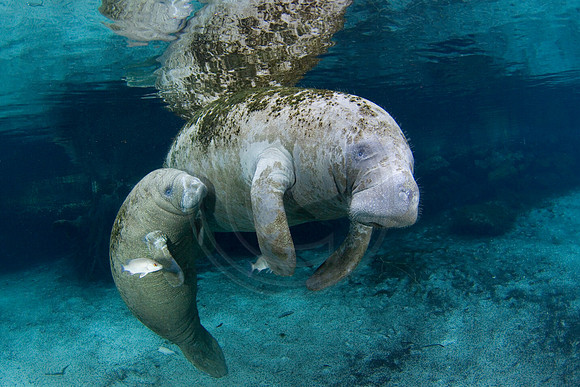 Manatees-2305