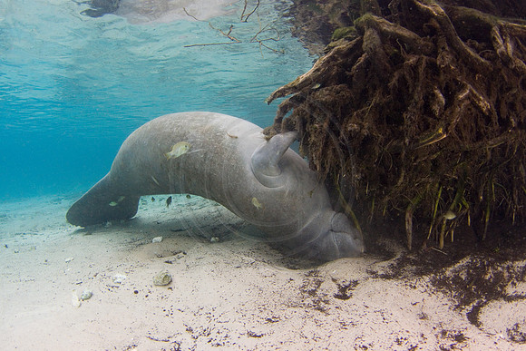 Manatees-1300
