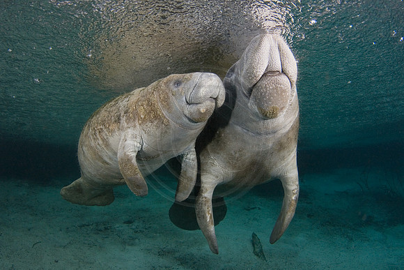 Manatees-1124