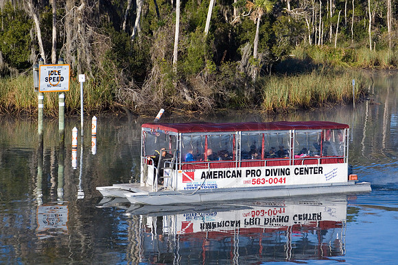 Manatees-2601