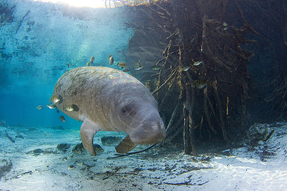 Manatees-2460