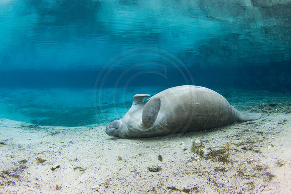 Manatees-1990