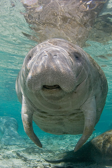Manatees-0659