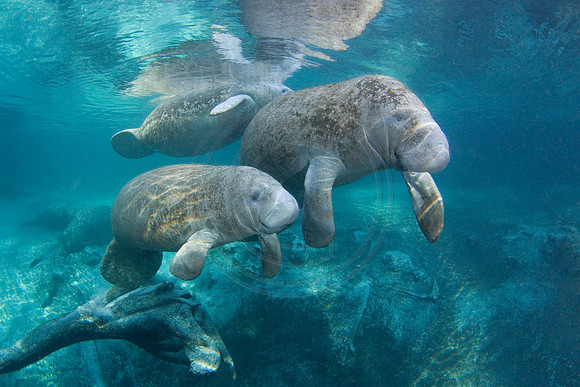 Manatees-3332