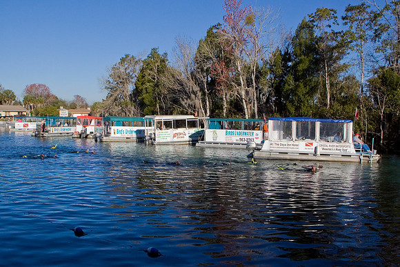 Manatees-2605