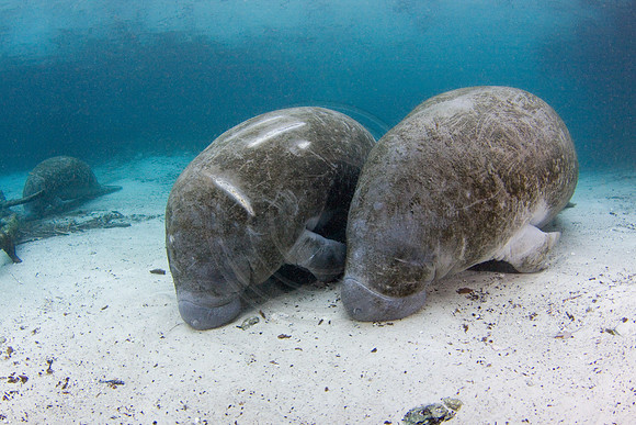 Manatees-2271