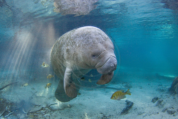 Manatees-3384