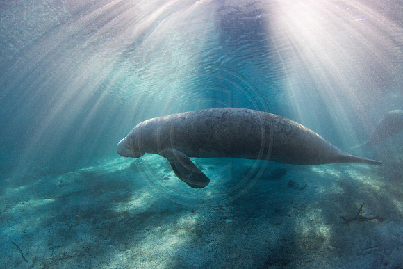 Manatees-2584