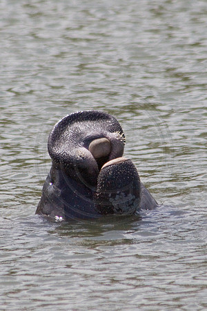 Manatees