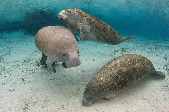 Manatees-1114