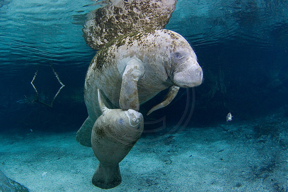 Manatees-2302