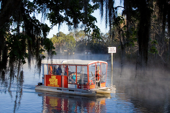 Manatees-2608