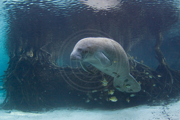 Manatees-2079