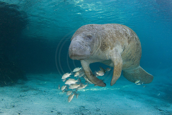 Manatees-1578