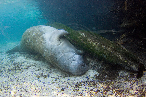 Manatees-3135