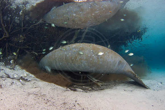 Manatees-1483