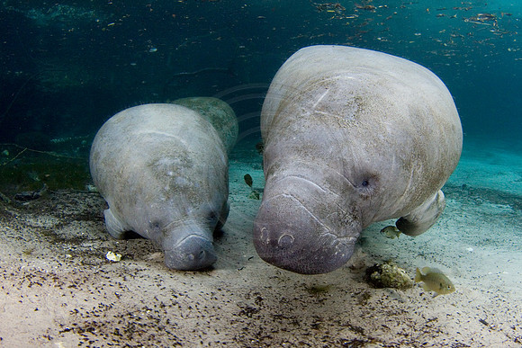 Manatees-1324