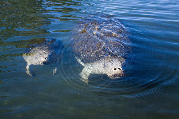 Manatees-3346