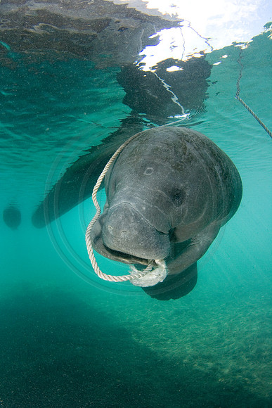 Manatees-0983