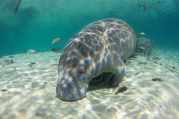 Manatees-2953