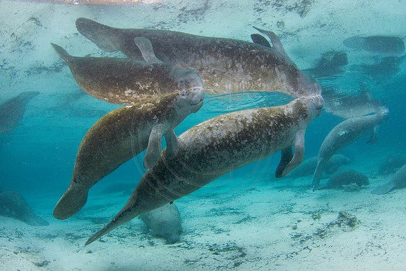 Manatees-2270