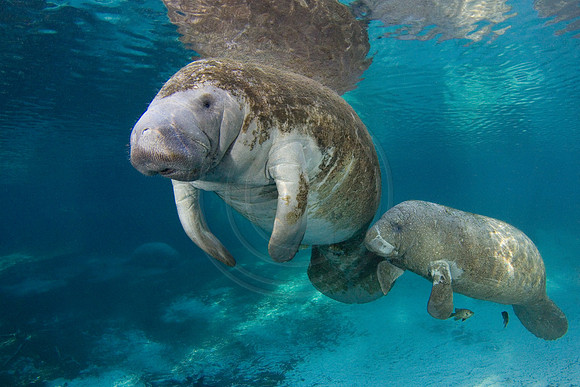 Manatees-2855
