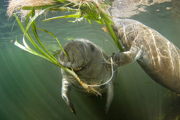Manatees-3112