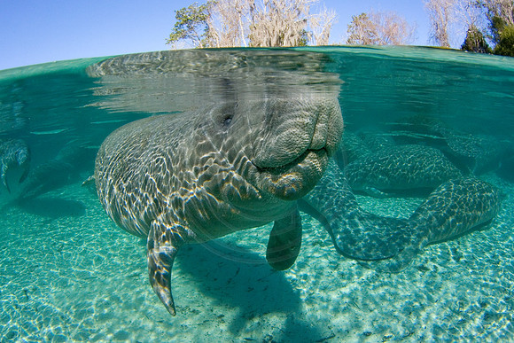 Manatees-0559