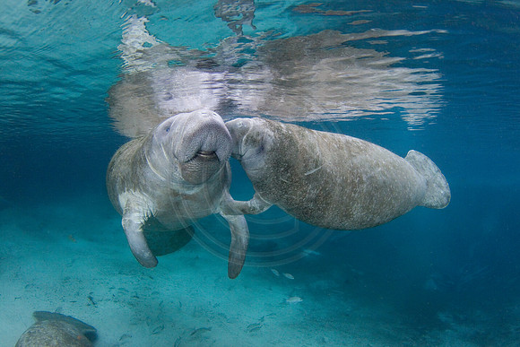 Manatees-2396