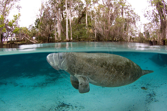 Manatees-2424