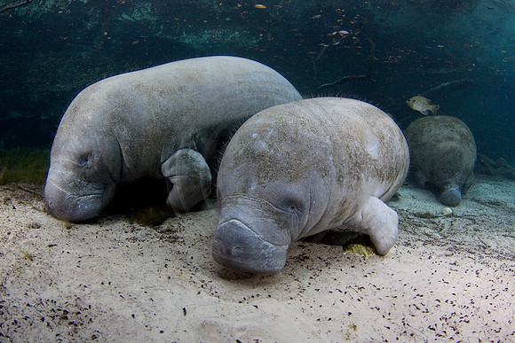 Manatees-1323
