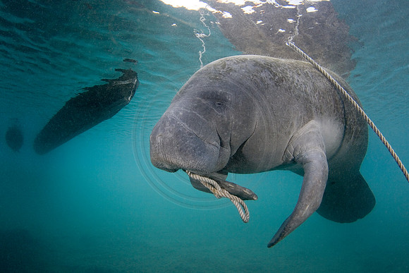 Manatees-0986