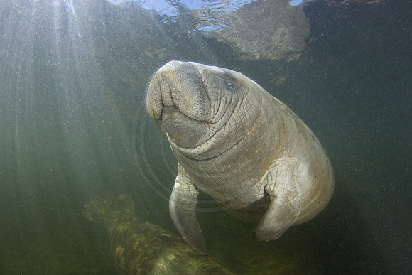 Manatees-3363