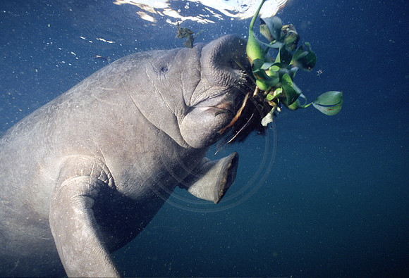 Manatees-0140