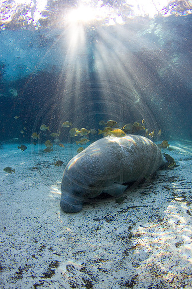Manatees-1614