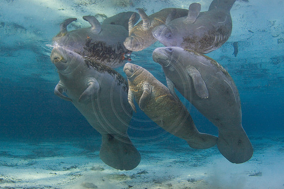 Manatees-1636