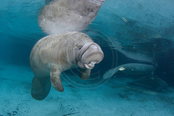 Manatees-1449