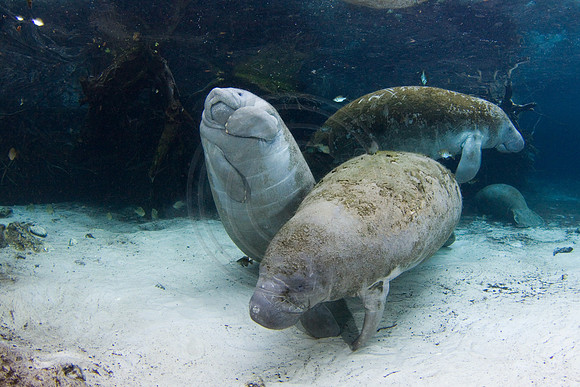 Manatees-2963