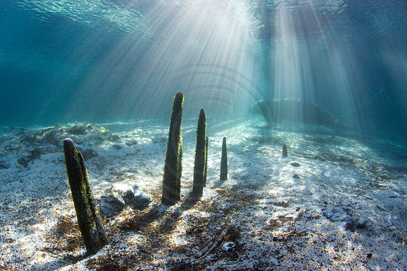 Manatees-2583