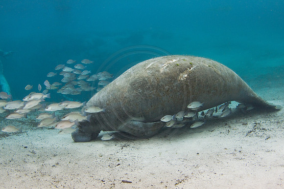 Manatees-1587