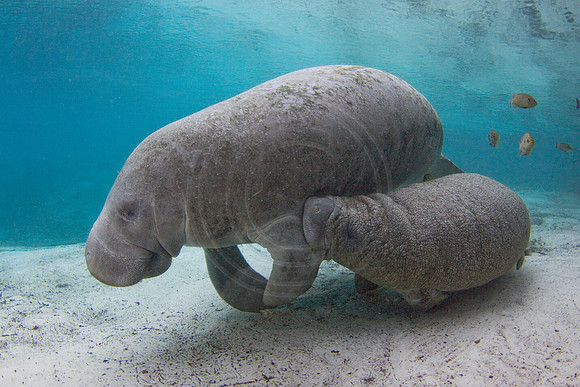 Manatee-3340