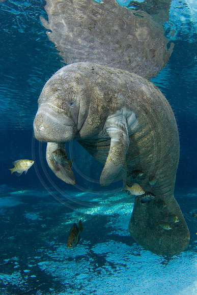 Manatees-2547