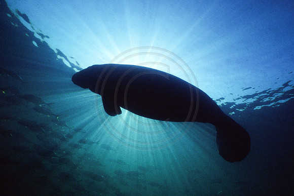 Manatees-0060
