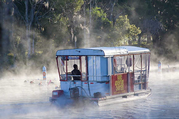 Manatees-2609