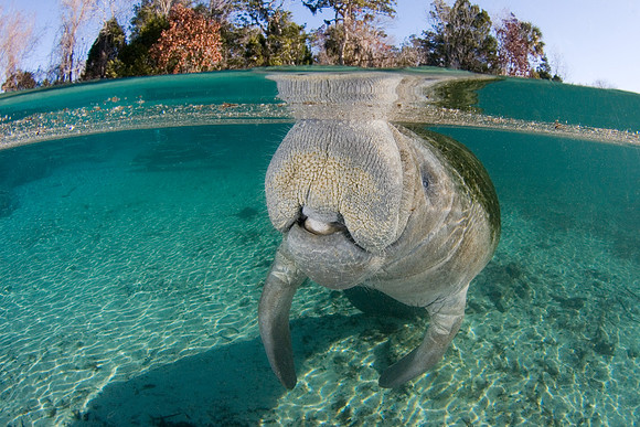 Manatees