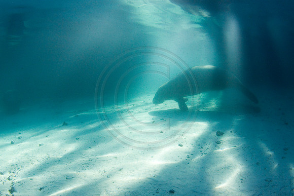 Manatees-2588