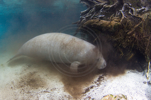 Manatees-1888