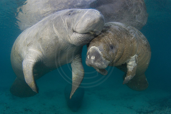 Manatees-1712